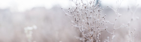 Plants covered hoarfrost, soft haze envelops environment. Beauty of nature, morning time. Wide angle natural background theme, banner format.の写真素材