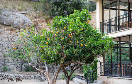 Orange trees with ripe oranges in the orchard near the home. Healthy food and vitamins for the whole...