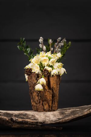Leucojum vernum in a decorative vase. Is the first spring snowflake. Theme of International Womens Day, 8th of Marchの写真素材