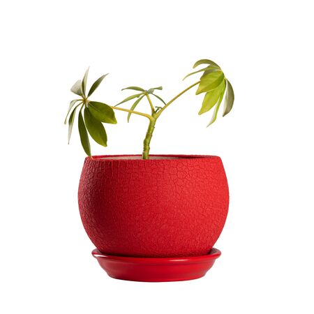Small green flowerpot in red pot isolated on white background. Object isolated on white background with clipping path.の写真素材