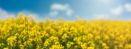 Yellow rapeseed field with blue sky, flowering plants close up. Color wide angle agricultural background with copy space.の写真素材