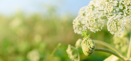 Big green bud and flowers of future seeds of poisonous plant Giant Hogweed, close up view. Dangerous...