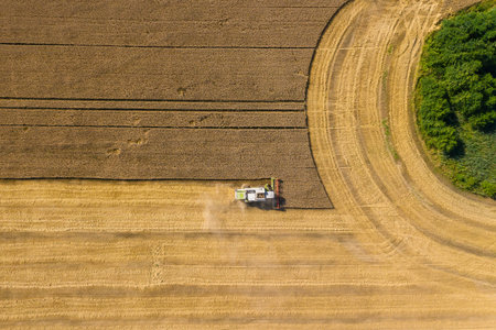 Combine harvester gathers grain on a wheat field, top view. Harvest time. Aerial drone view