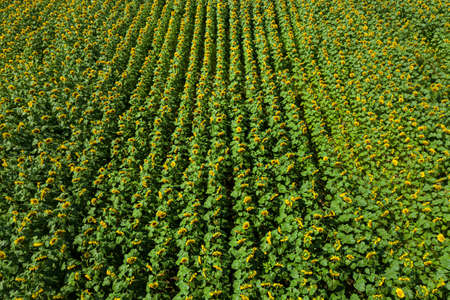 Drone view of agricultural field with sunflowers planted in lines. Agriculture themeの写真素材