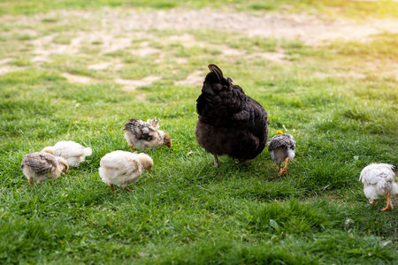 Broody hen teaches the young chicks to get food. Domestic poultry.の写真素材