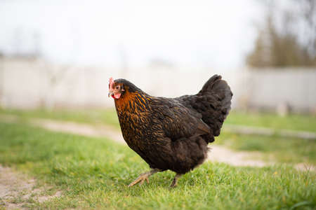 Black hen in the green yard. Life of domestic chickens.の写真素材