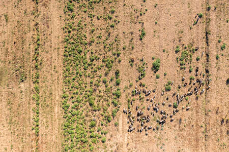 Flock of sheep grazes on pasture, top view. Sheep breeding. Aerial drone view.の写真素材