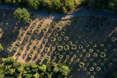 Green olive garden on the slopes of the mountains, top view. Growing olives for the production of olive oil. Nature in Italy. Aerial Drone viewの写真素材