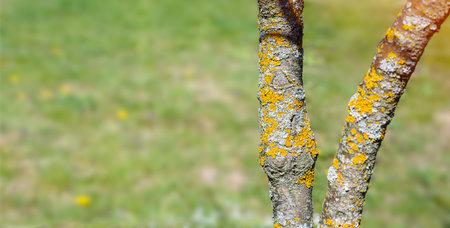 Lichens on the branch of fruit tree in the garden. Garden tree that needs care. Copy space for text.の写真素材