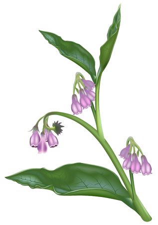 Comfrey (Symphytum officinale)の写真素材