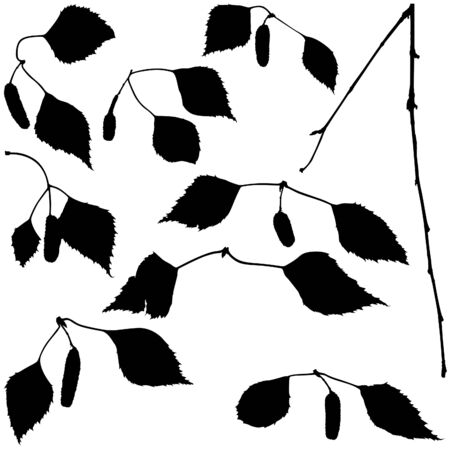 Birch Branch Set - Silhouettes - detailed illustration as vectorのイラスト素材