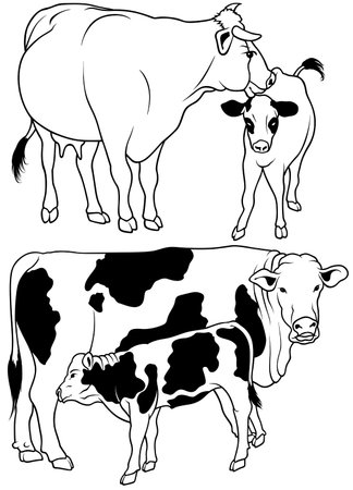 Cow Set 04 - black hand drawn illustration as vectorのイラスト素材
