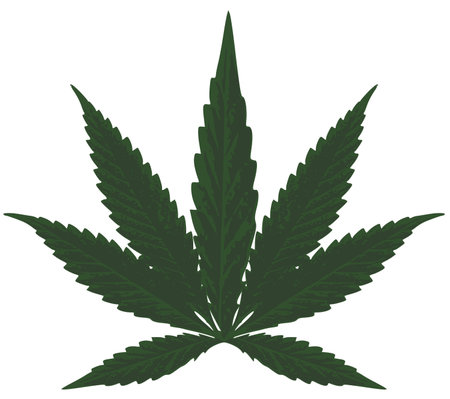 Marijuana (Cannabis) - Hemp leaf illustration のイラスト素材