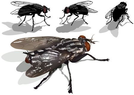 Blow fly Set - Colored Illustration, Vectorのイラスト素材
