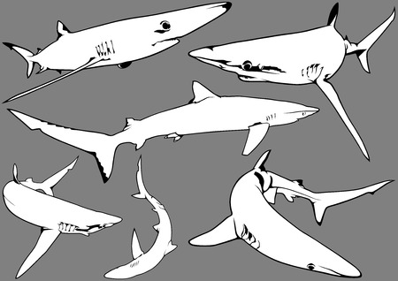 Blue Shark Prionace glauca  Illustration Vectorのイラスト素材