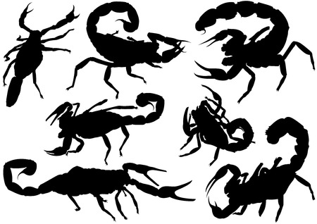 Scorpion Silhouettes  Set of Black Detailed Illustrations Vectorのイラスト素材