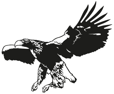 Black and White Flying Eagle - Outline Illustration, Vectorのイラスト素材