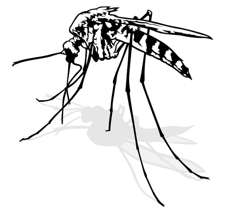 Mosquito - Black and White Outlined Illustration, Vectorのイラスト素材