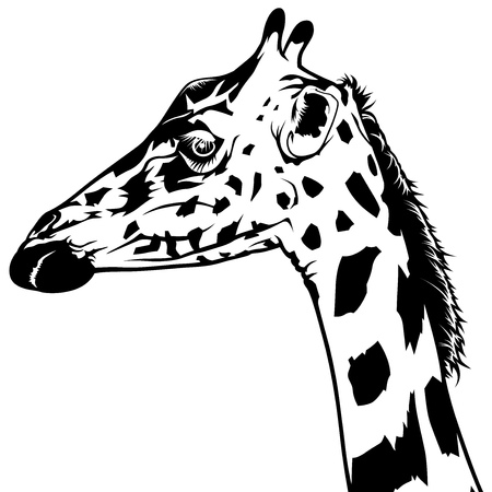 Giraffe Head Drawing - Black and White Illustration, Vectorのイラスト素材