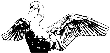 Swan with Outstretched Wings - Outlined Black and White Illustrationのイラスト素材