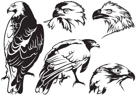 Eagle Tattoo Drawings - Black and White Illustrationsのイラスト素材
