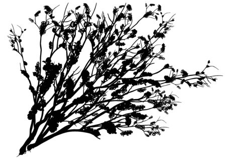 Black Shrub Silhouette - Detailed Illustration, Vectorのイラスト素材