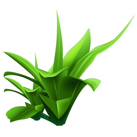 Water Plant - Colored Illustration, Vectorのイラスト素材