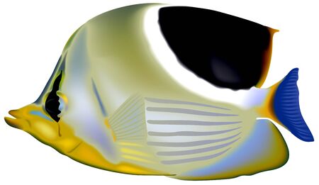 Saddleback Butterflyfish - Colored Illustration, Vectorのイラスト素材