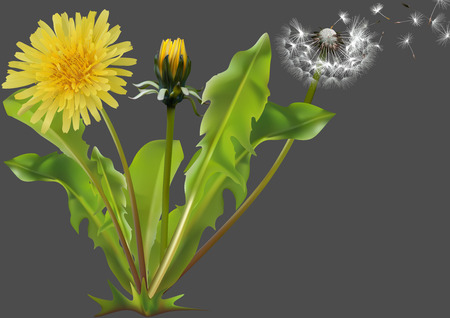 Common Dandelion (Taraxacum officinale) - Detailed Illustration of Plant Isolated on Gray Background, Vectorのイラスト素材