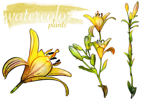 Yellow Watercolor Flower Set - Floral Design Elements for Your Graphic Illustration, Vectorのイラスト素材