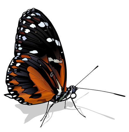 Tiger Longwing Butterfly - Beautiful Colorful Butterfly Isolated on White Background, Vector Illustrationのイラスト素材