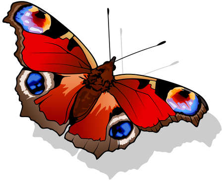 Peacock Butterfly - Beautiful Colorful Butterfly Isolated on White Background, Vector Illustrationのイラスト素材