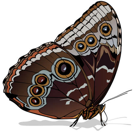 Brown Buckeye - Beautiful Colorful Butterfly Isolated on White Background, Vector Illustrationのイラスト素材