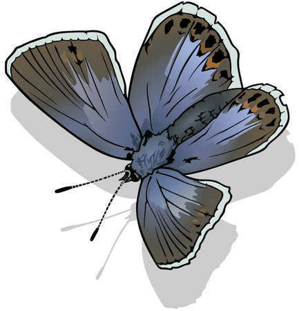 Common Blue Butterfly - Beautiful Colorful Butterfly Isolated on White Background, Vector Illustrationのイラスト素材