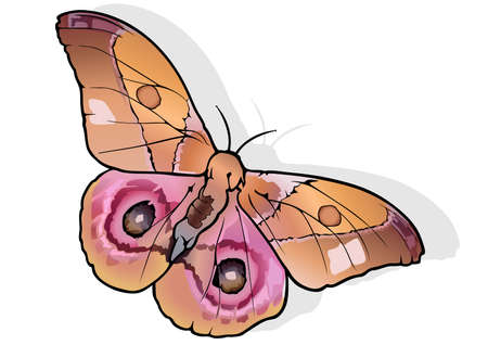 Madagascar Bullseye - Beautiful Colorful Butterfly Isolated on White Background, Vector Illustrationのイラスト素材