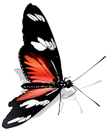 Postman Butterfly - Beautiful Colorful Tropical Butterfly Isolated on White Background, Vector Illustrationのイラスト素材