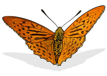 Argynnis anadyomene - Beautiful Orange Butterfly Isolated on White Background, Vector Illustrationのイラスト素材