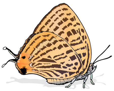 Marshmallows Spotted Japonica - Beautiful Butterfly Japonica saepestriata Isolated on White Background, Vector Illustrationのイラスト素材