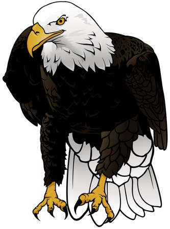 Wild Bald Eagle as Colored Hand Drawn Illustration Isolated on White Background, Vector Graphicのイラスト素材