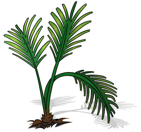 Ground Palm Tree with Leaves - Colored Cartoon Illustration Isolated on White Background, Vectorのイラスト素材