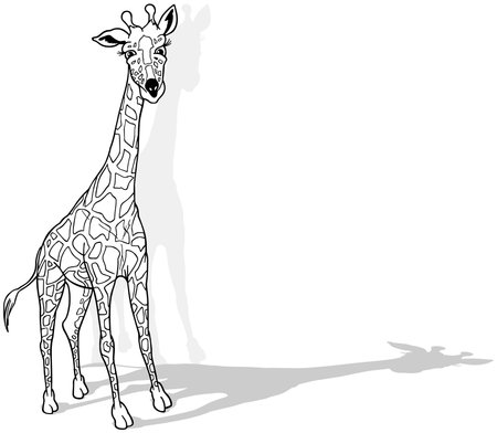Drawing of a Giraffe Standing on Long Legs on the Ground - Cartoon Illustration Isolated on White Background, Vectorのイラスト素材