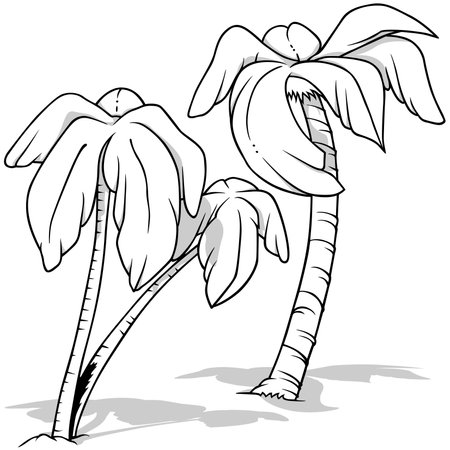 Drawing of a Set of Coconut Palms - Cartoon Illustration Isolated on White Background, Vectorのイラスト素材