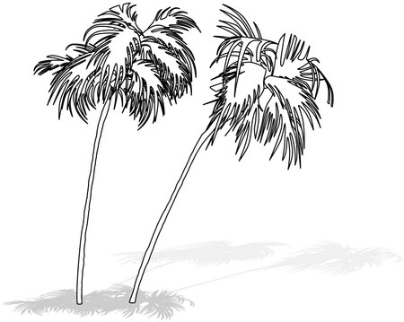 Drawing of Two Tropical Coconut Trees - Cartoon Illustration Isolated on White Background, Vectorのイラスト素材