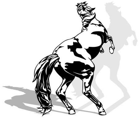 Drawing of Rising Horse on a Hind Legs from Rear View - Black Illustration Isolated on White Background, Vectorのイラスト素材