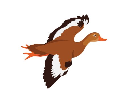 Whistling Duck, Flying Duck in the Sky for Migrationのイラスト素材
