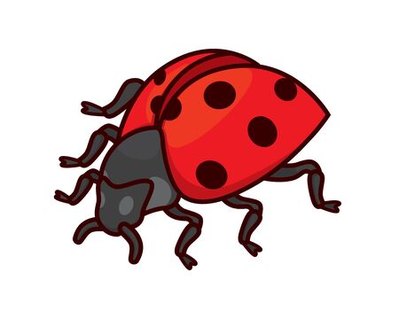 Detailed Standing Ladybug or Ladybird Illustrationのイラスト素材