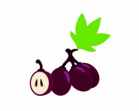 Purple Grapes Illustration and Wine Grapes Vectorのイラスト素材