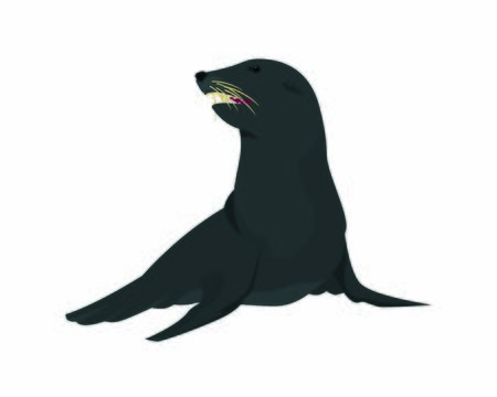 Detailed Sitting Sea Lion Illustrationのイラスト素材
