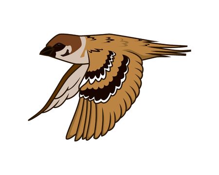 Detailed Flying Sparrow Illustration Vectorのイラスト素材