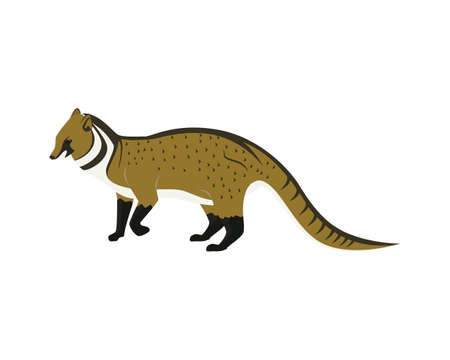 Detailed Civet with Standing Gesture Illustration Vectorのイラスト素材